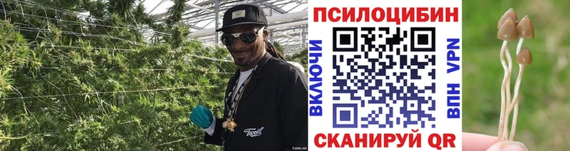 Галлюциногенные грибы Psilocybe  Кондрово 
